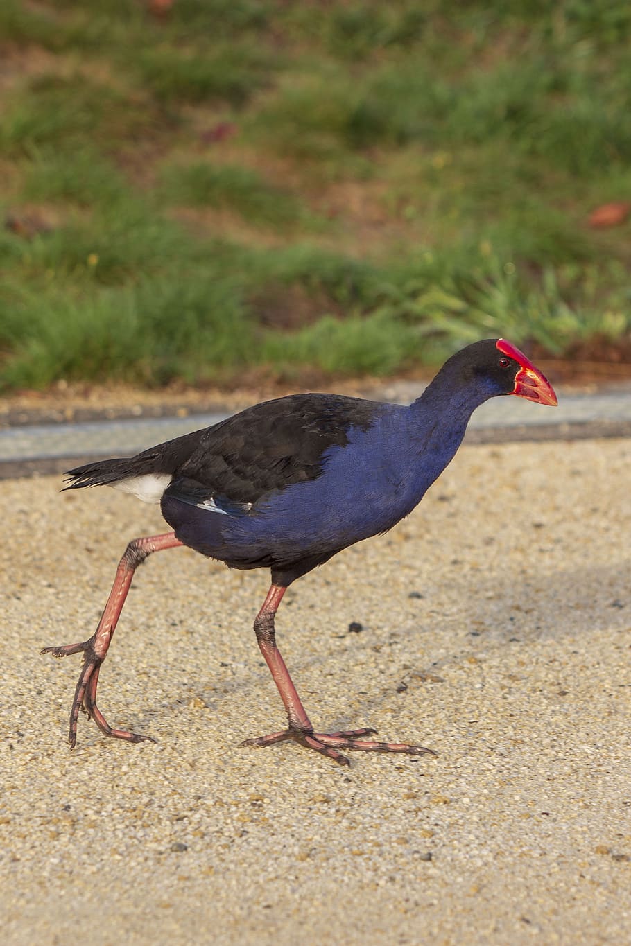 pukeko, bird, walking, blue, red, new zealand, sunrise, grass HD wallpaper