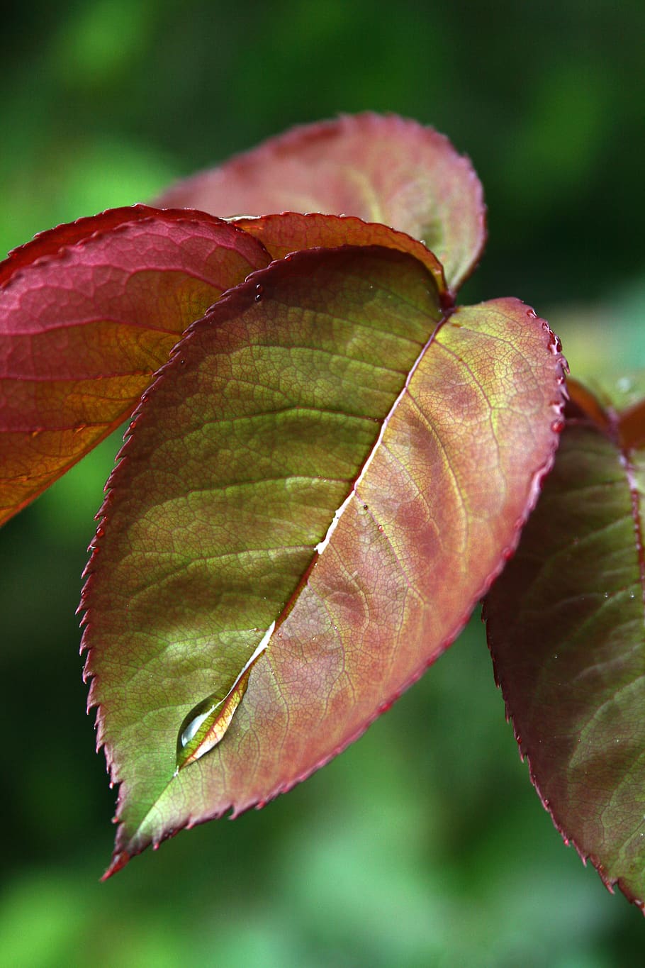 leaf, drop, water, sad, rose, plant part, close-up, beauty in nature HD wallpaper