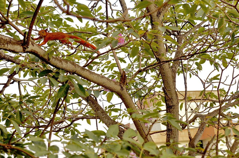 ardilla, tree, plant, branch, growth, low angle view, nature HD wallpaper