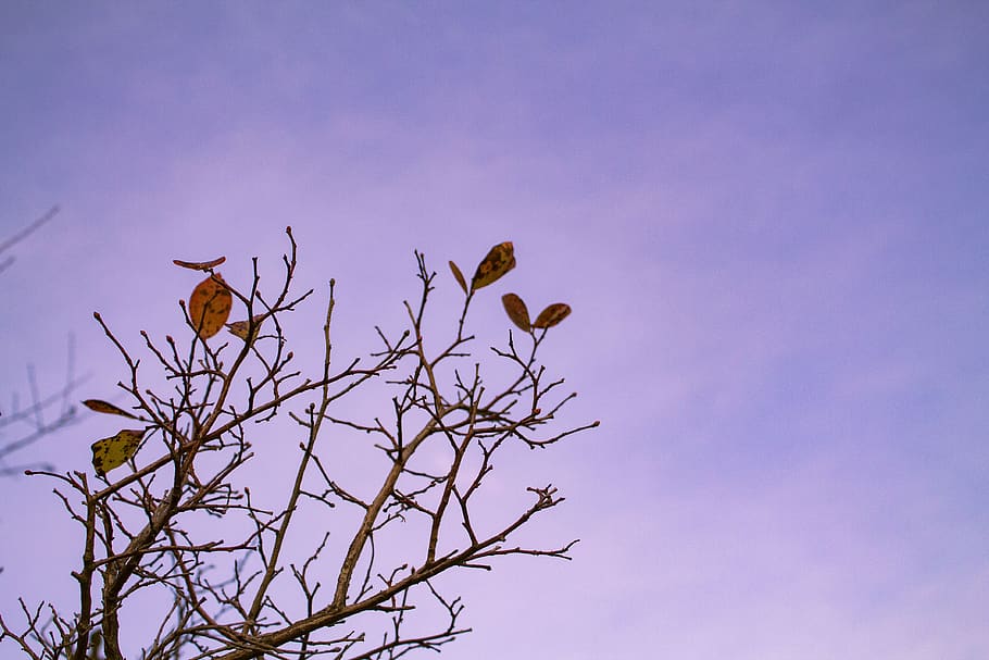 sunset, branch, leaf, leaves, purple, autumn, tree, sky, bird HD wallpaper