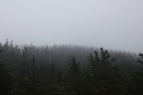 forest, jungle, wild, tree, fog, wood, woods, winter, cold HD wallpaper