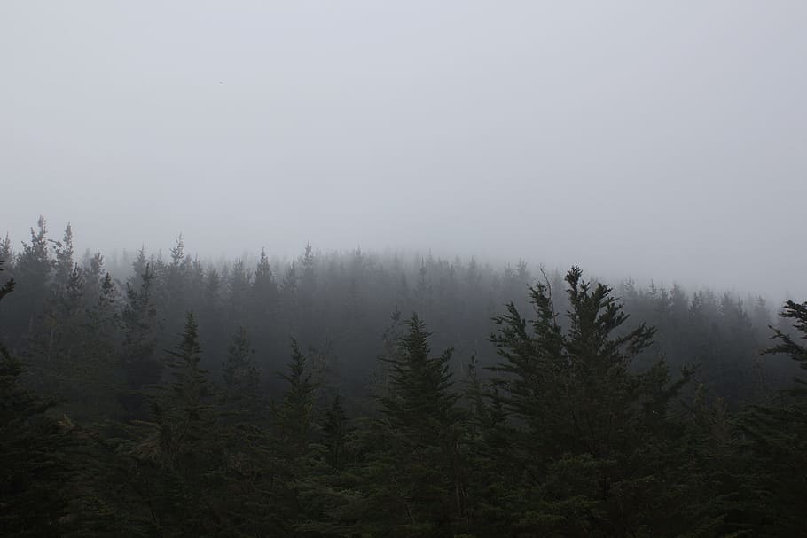 forest, jungle, wild, tree, fog, wood, woods, winter, cold HD wallpaper