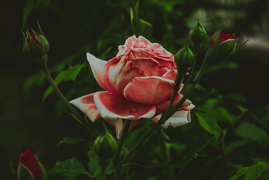 pink flower in bloom, rose, vranje, serbia, floral, petals, plant HD wallpaper