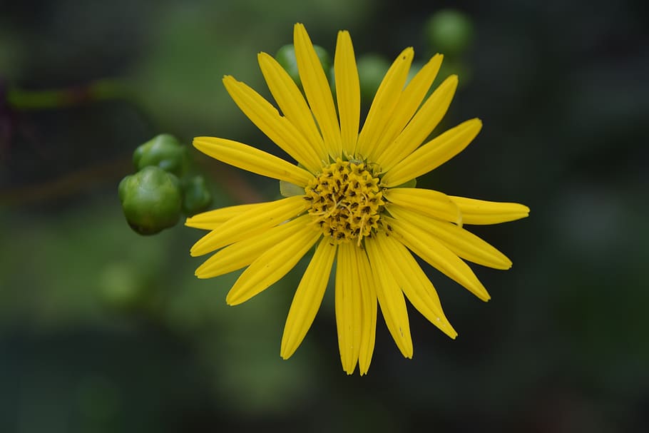 yellow, flower, spring, garden, flowering plant, freshness HD wallpaper