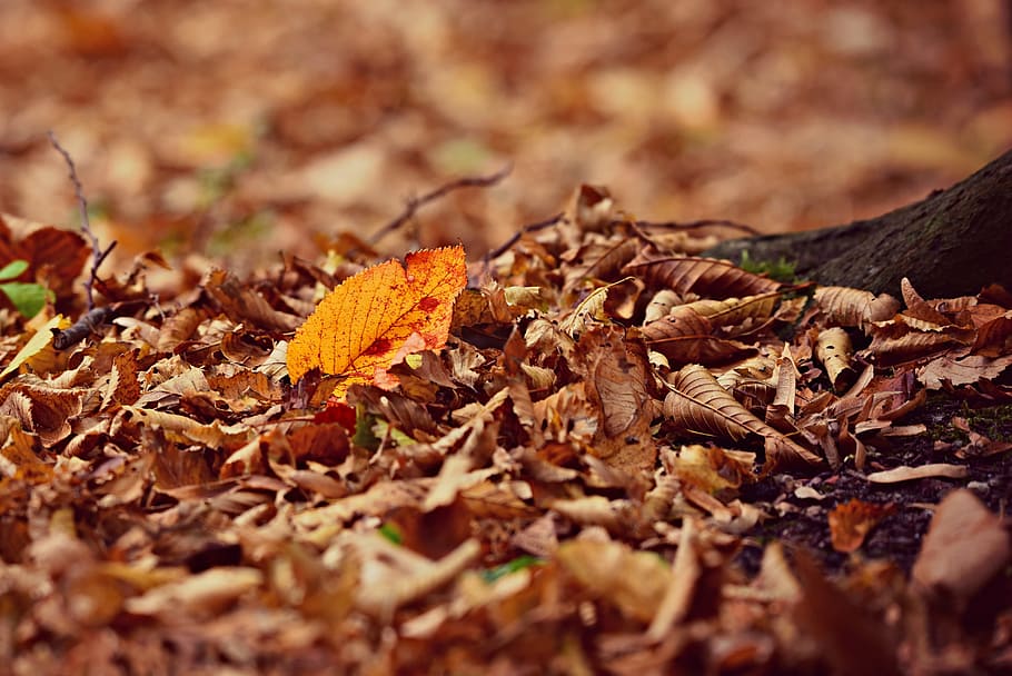 autumn leaf, fall leaves, fallen, season, dry, carpet of leaves, HD wallpaper