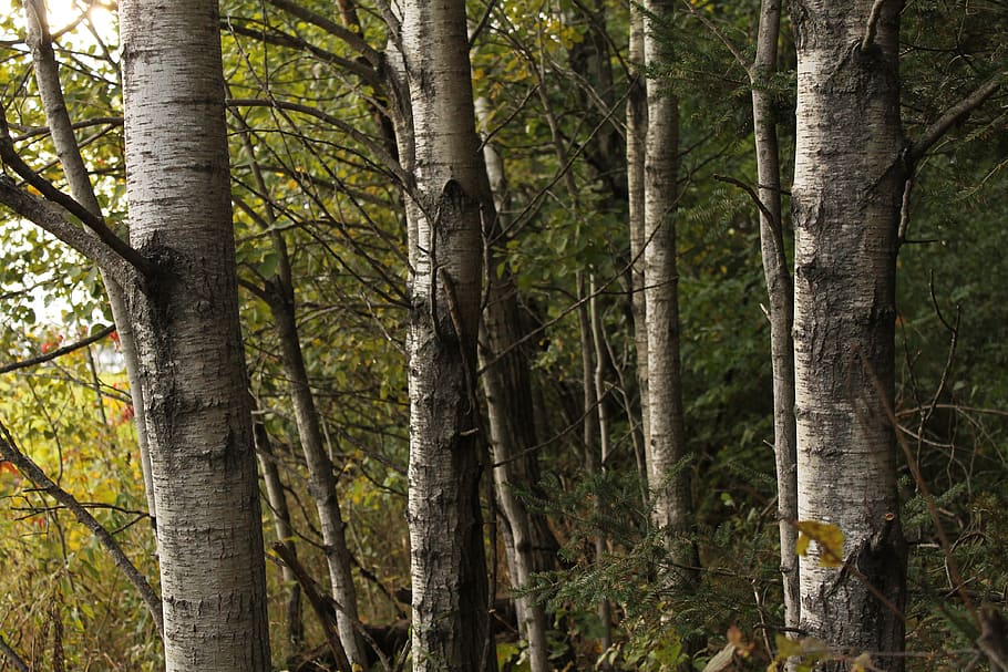 tree, plant, tree trunk, forest, land, growth, woodland, no people HD wallpaper
