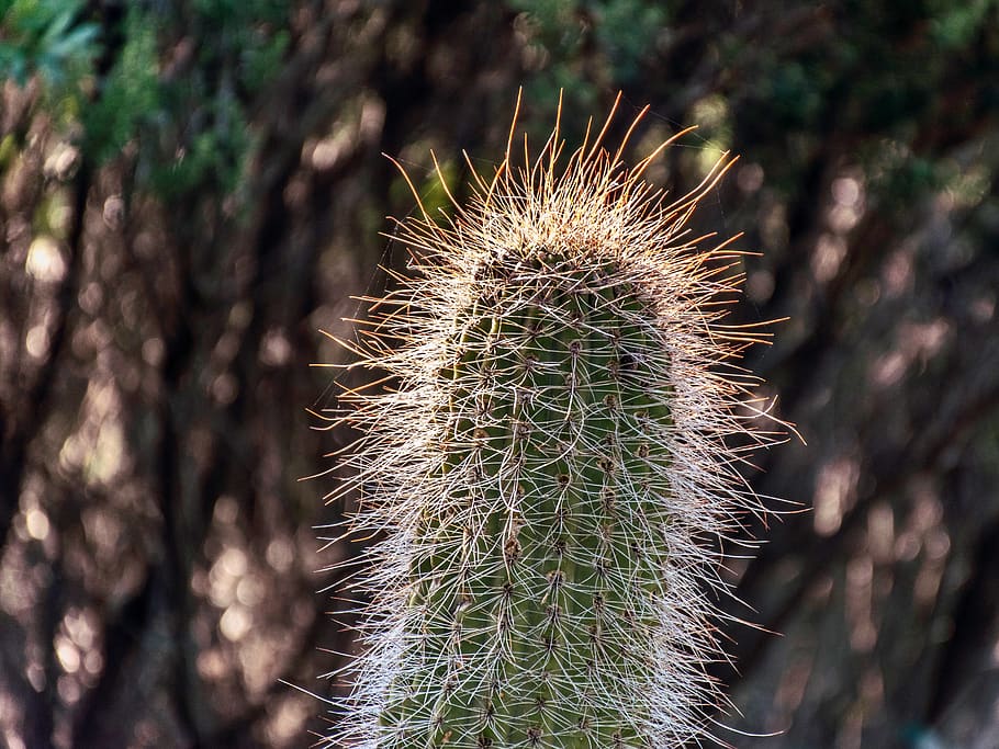 cactus, macro, close up, prickers, thorns, cacti, plant, greenery HD wallpaper