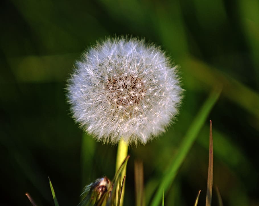white dandelion in bloom, plant, flower, blossom, near runway 02 brussels airport HD wallpaper