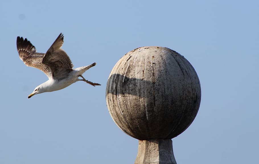 seagull, common, flight, bird, water, nature, white, background HD wallpaper