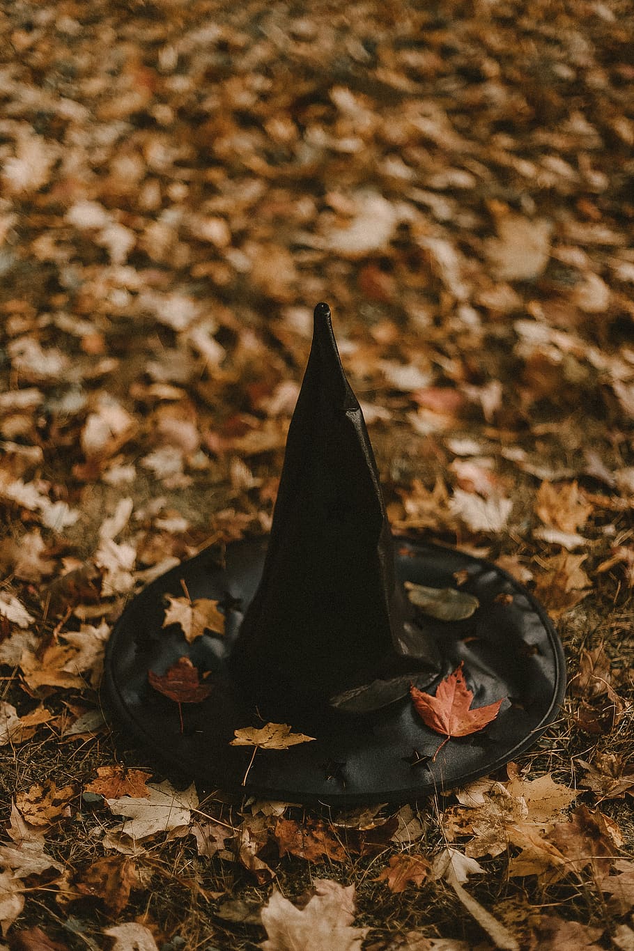 black witch hat on maple leaves, leaf, plant, ground, tree, apparel, HD wallpaper