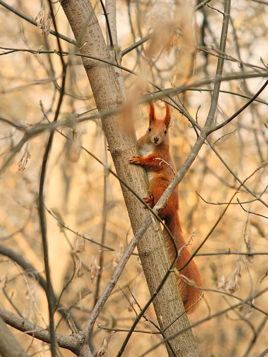 red squirrel, protein, eurasian red squirrel, sciurus vulgaris HD wallpaper