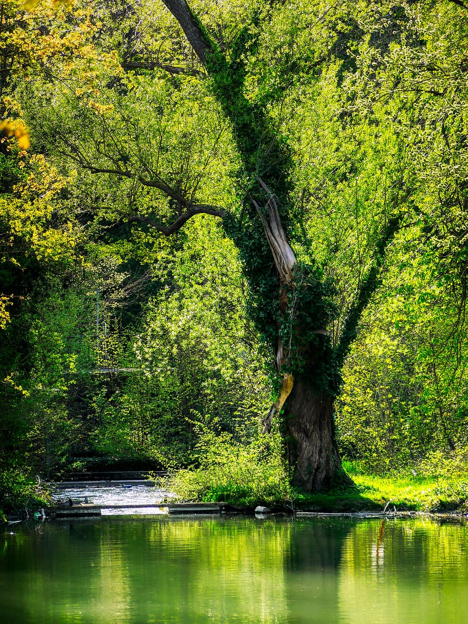 tree, spring, water, mirroring, waters, leaves, green, log HD wallpaper