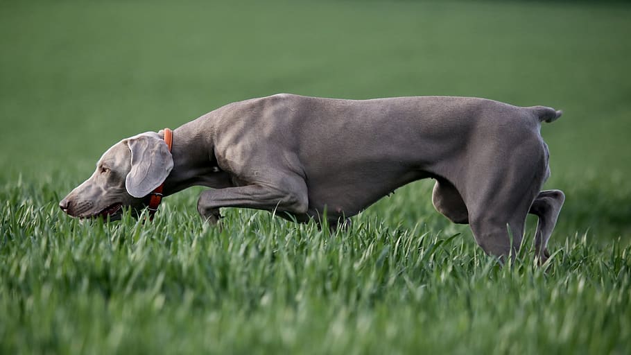 short-coated black dog, canine, mammal, animal, pet, grass, plant HD wallpaper