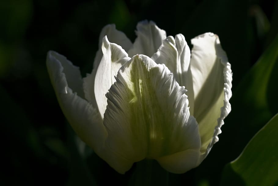 tulip, flower, spring, nature, garden, blossom, bloom, white HD wallpaper