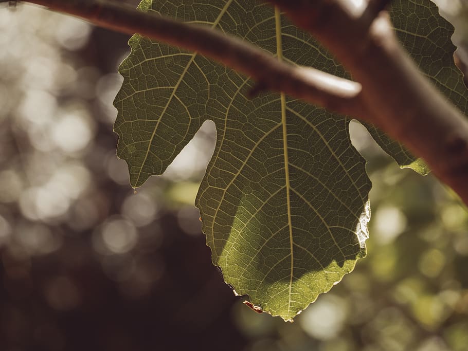tree, nature, leave, leaf, plant part, close-up, growth, leaf vein HD wallpaper