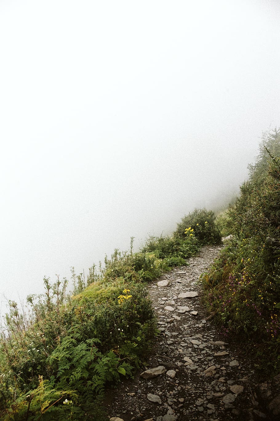 pathway on hill, plant, fog, growth, tree, nature, sky, tranquility HD wallpaper