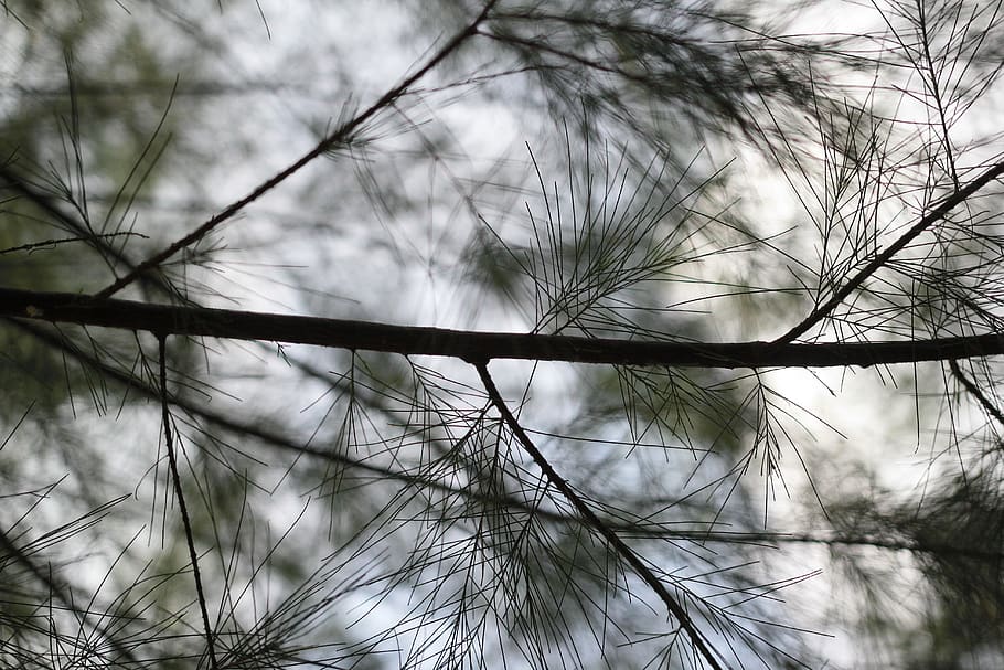 Silhouette Of Tree, branch, close-up, plant, growth, nature, focus on foreground HD wallpaper