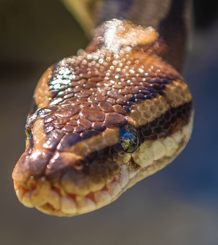 snake, natter, head, close-up, light reflection, africa, reptile, HD wallpaper