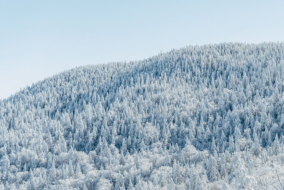 mountain covered with trees during daytime, plant, nature, outdoors HD wallpaper