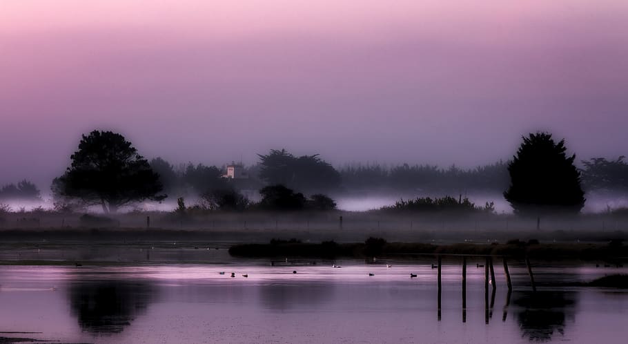 fog, water, landscape, tree, plant, sky, tranquility, beauty in nature HD wallpaper