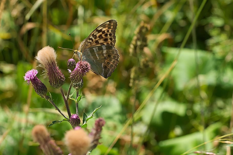 forest, blossom, bloom, butterfly, summer, wild flower, plant HD wallpaper