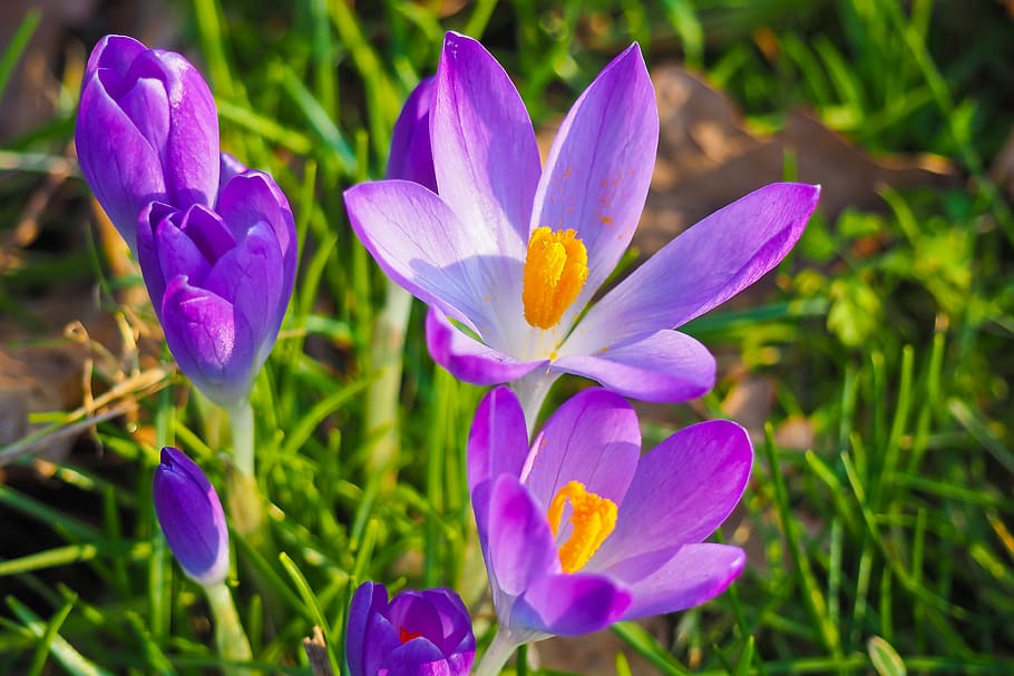 flowers, spring, blossom, bloom, nature, plant, close up, spring flower HD wallpaper