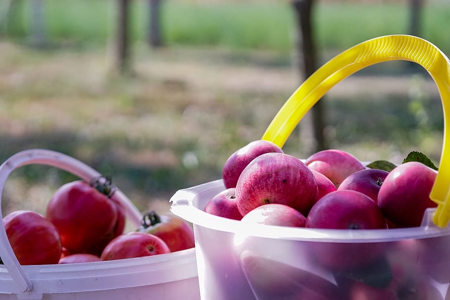 apple, red, fruit, nature, healthy, vitamins, delicious, fresh HD wallpaper