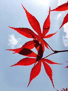 中国, 成都市, maple, leaf, red, plant part, no people HD wallpaper