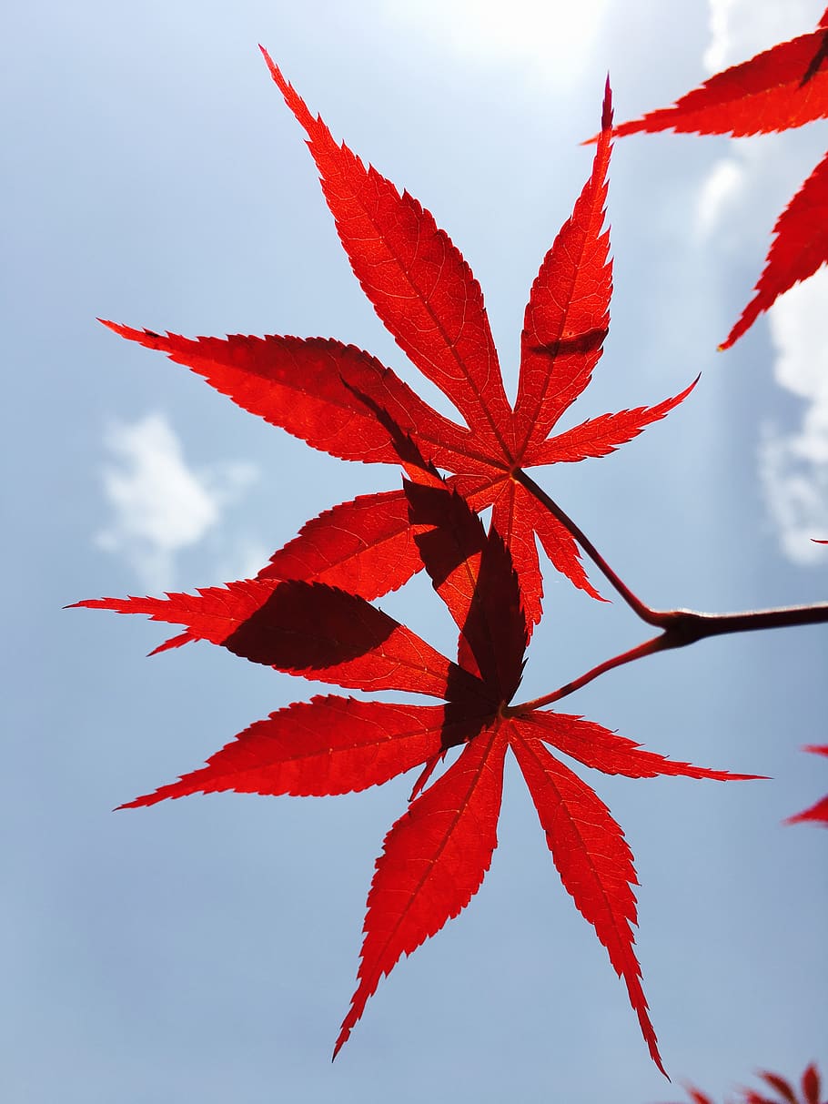 中国, 成都市, maple, leaf, red, plant part, no people HD wallpaper