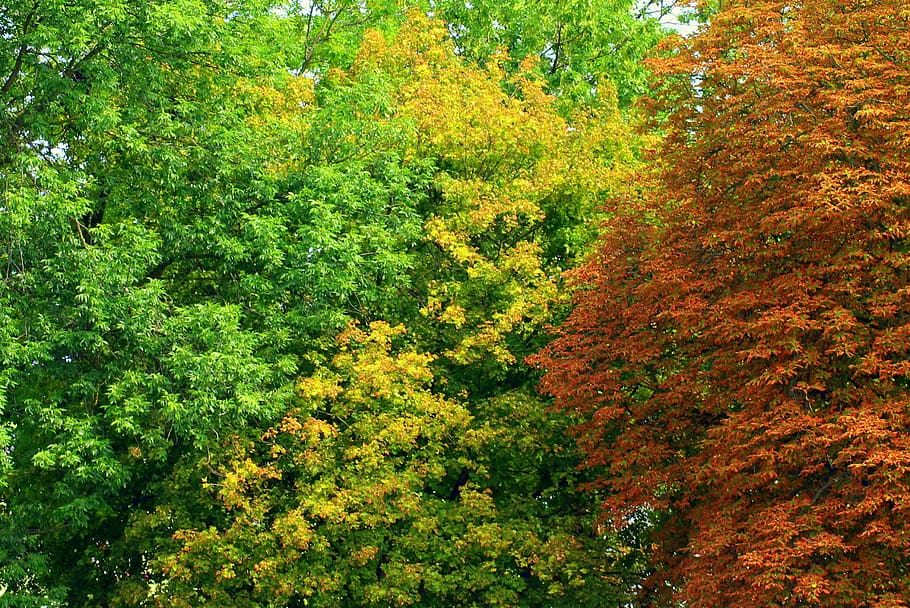 tree, foliage, deciduous trees, konary, colors, august, end of the summer HD wallpaper