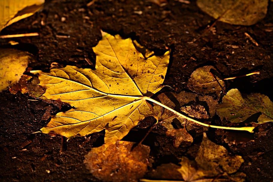 autumn leaf, fall, fallen, yellow, golden, vein, pattern, nature HD wallpaper