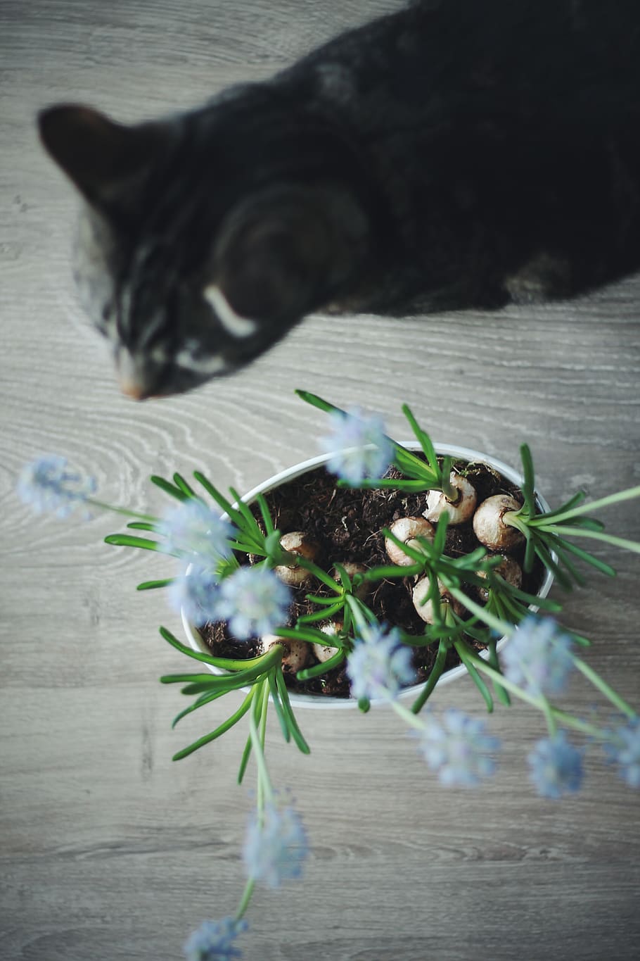 blue, flower, grass, green, cat, kitten, brown, light, animal HD wallpaper