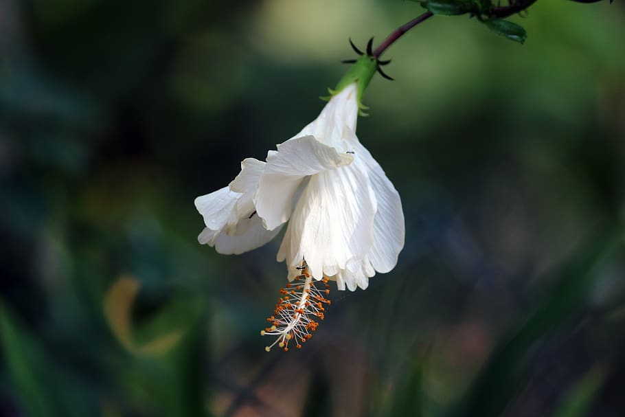 flower, lily, white, iris, canon, princeabid photography, garden HD wallpaper