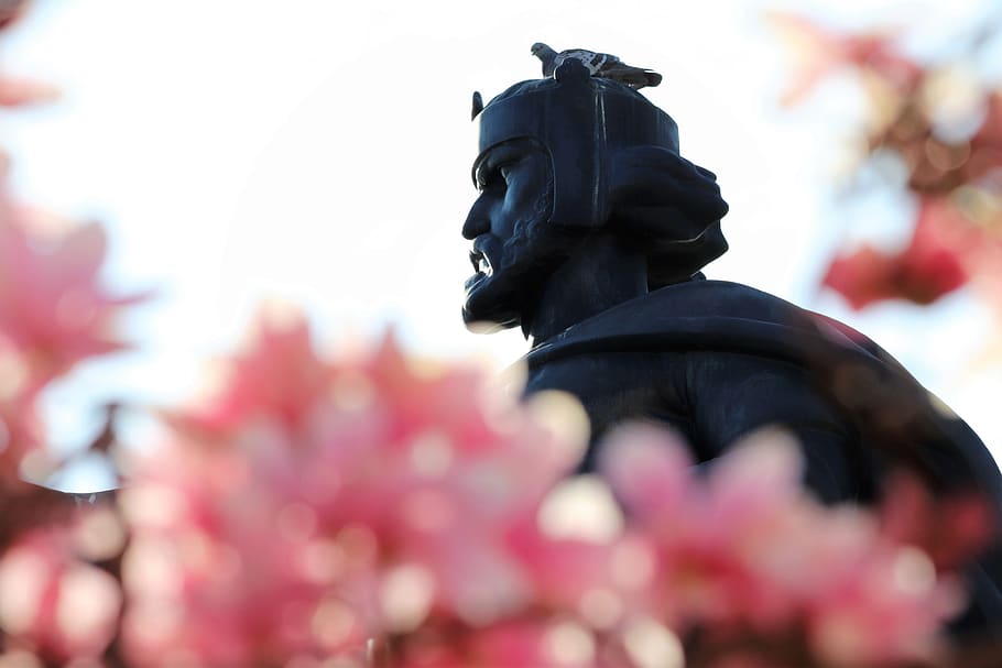 monument, king tomislav, statue, historically, sculpture, pink magnolia flowers HD wallpaper