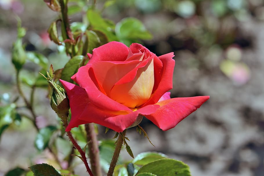 rosa, flower, nature, spring, flowering plant, petal, beauty in nature HD wallpaper