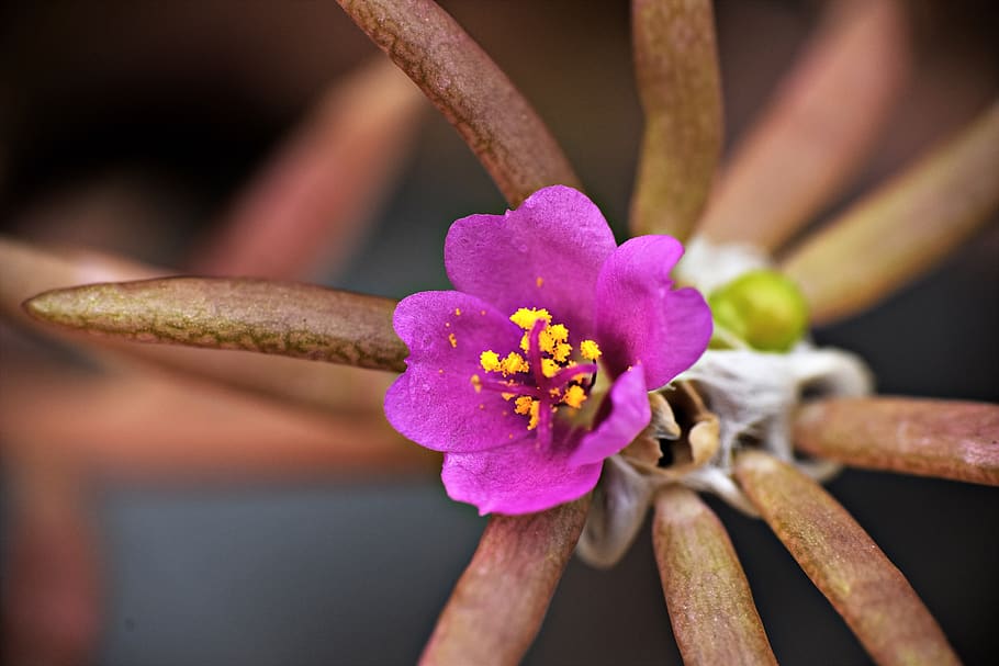 tiny purple flower, macro, pollens, flowering plant, fragility HD wallpaper