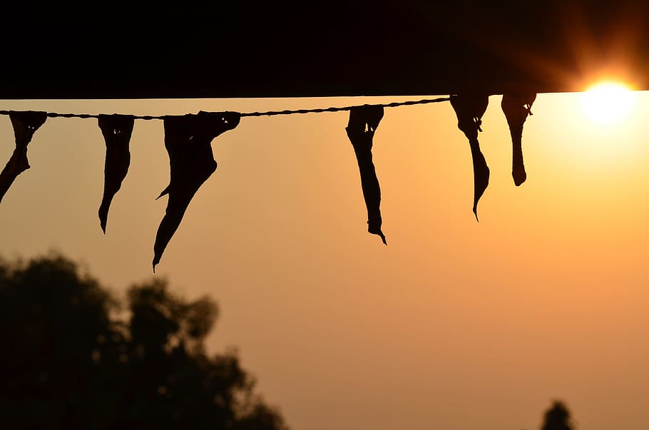 silhouette, light, sky, sun, sunrise, sunset, sunlight, morning HD wallpaper