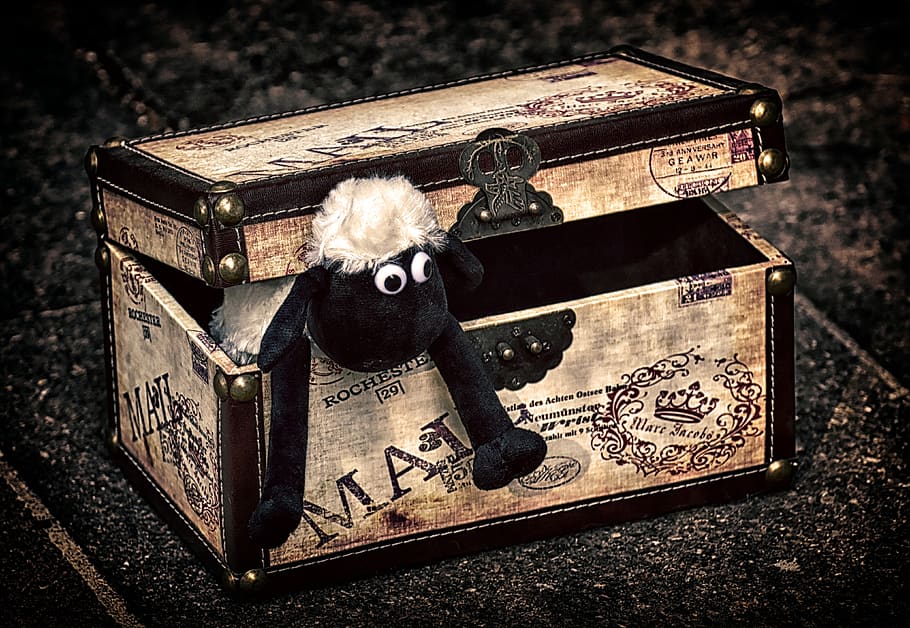 sheep, chest, box, funny, animal, soft toy, stuffed animal HD wallpaper