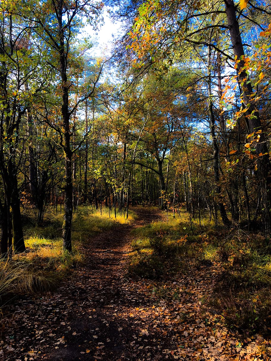 forest, tree, nature life, forest light, forest tree, green HD wallpaper