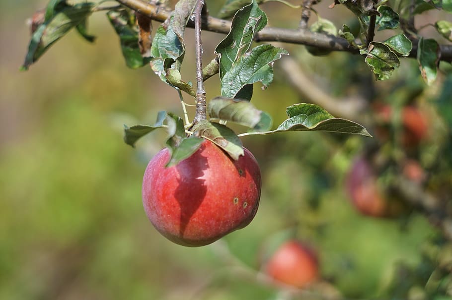 apple, autumn, red, leaf, fruit, food and drink, healthy eating HD wallpaper