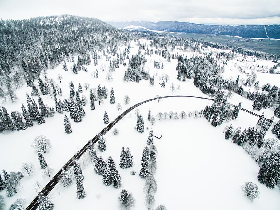 pine trees in aerial photography, nature, snow, outdoors, avalanche, HD wallpaper