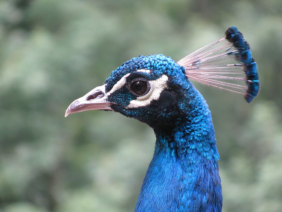 peacock, bird, blue, pride, nature, one animal, animal themes HD wallpaper
