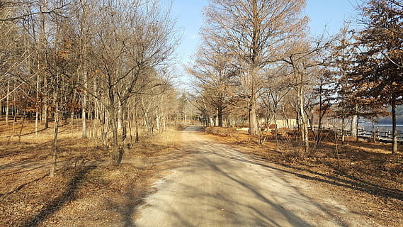 tree, plant, road, tree trunk, korea, nami island, asphalt HD wallpaper