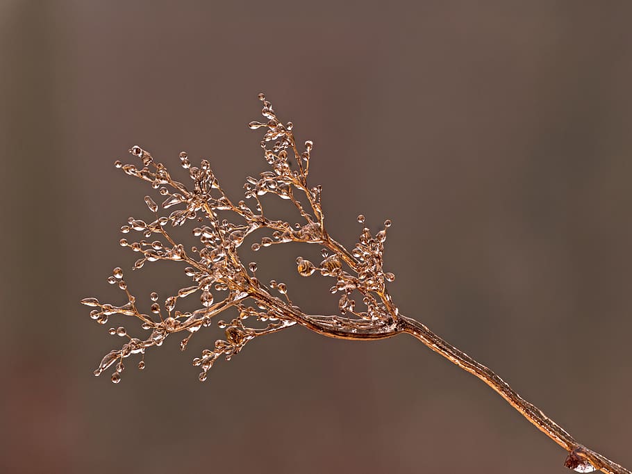 ice, iced, zing rain, frozen, eiskristalle, icy, wintry, frosty, HD wallpaper