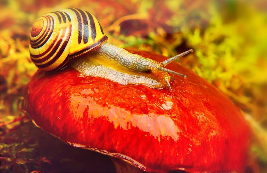 snail on mushroom, plant, flora, invertebrate, animal wildlife HD wallpaper