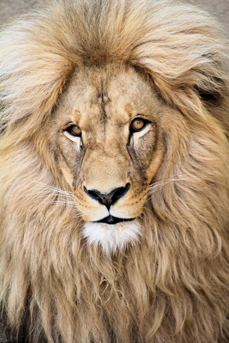 the lion, animal, beast, detail, portrait, face, view, calm, HD wallpaper