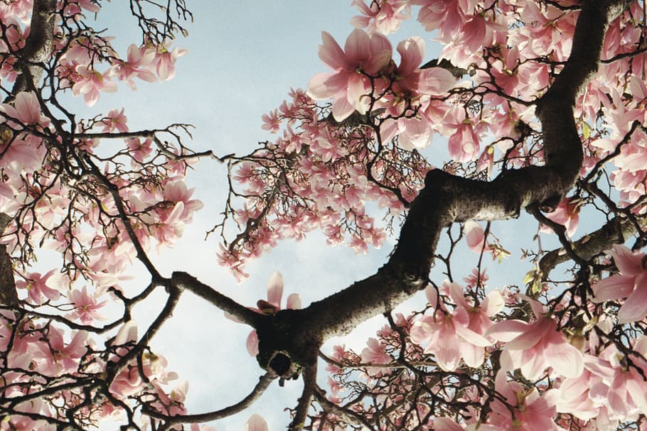 cherry blossom tree, plant, flower, anemone, anther, spring, petal HD wallpaper