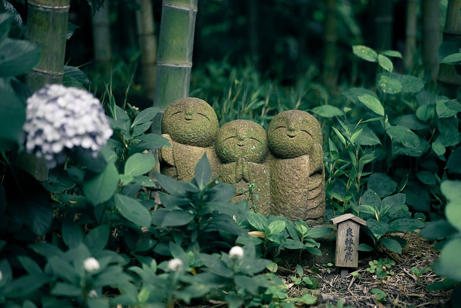 japan, kamakura, growth, plant, plant part, leaf, green color HD wallpaper