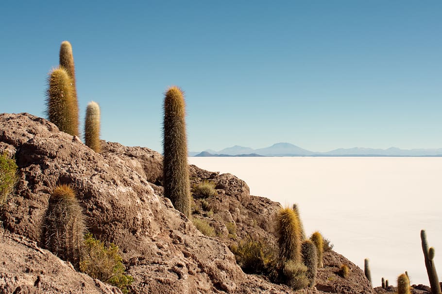 bolivia, uyuni salt flat, cactus, summer, island, desert, sky, HD wallpaper