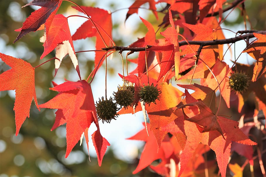 maple, acer, colorful leaves, branch, tree, autumn, season, HD wallpaper